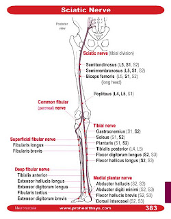 the G group: PCL 6 - Sciatic Nerves by Jinli