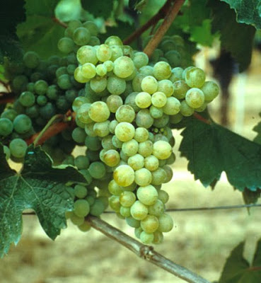 Types of Grape: SYLVANER