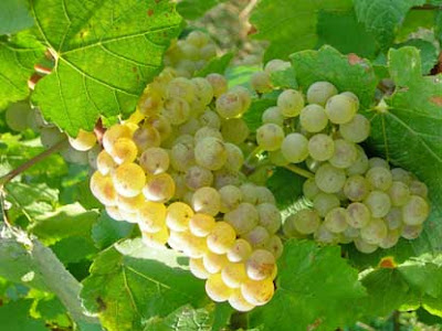 Types of Grape: ALIGOTÉ