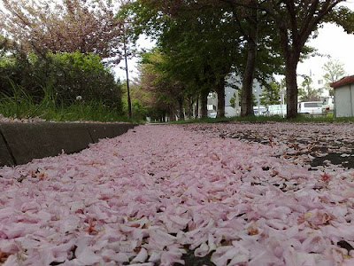 É primavera no Japão. Tempo de sakura Sakura+caindo