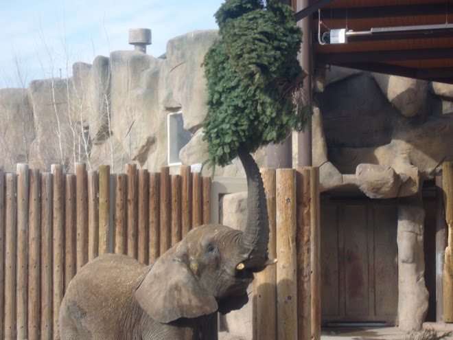 Did you know that elephants eat Christmas Trees?