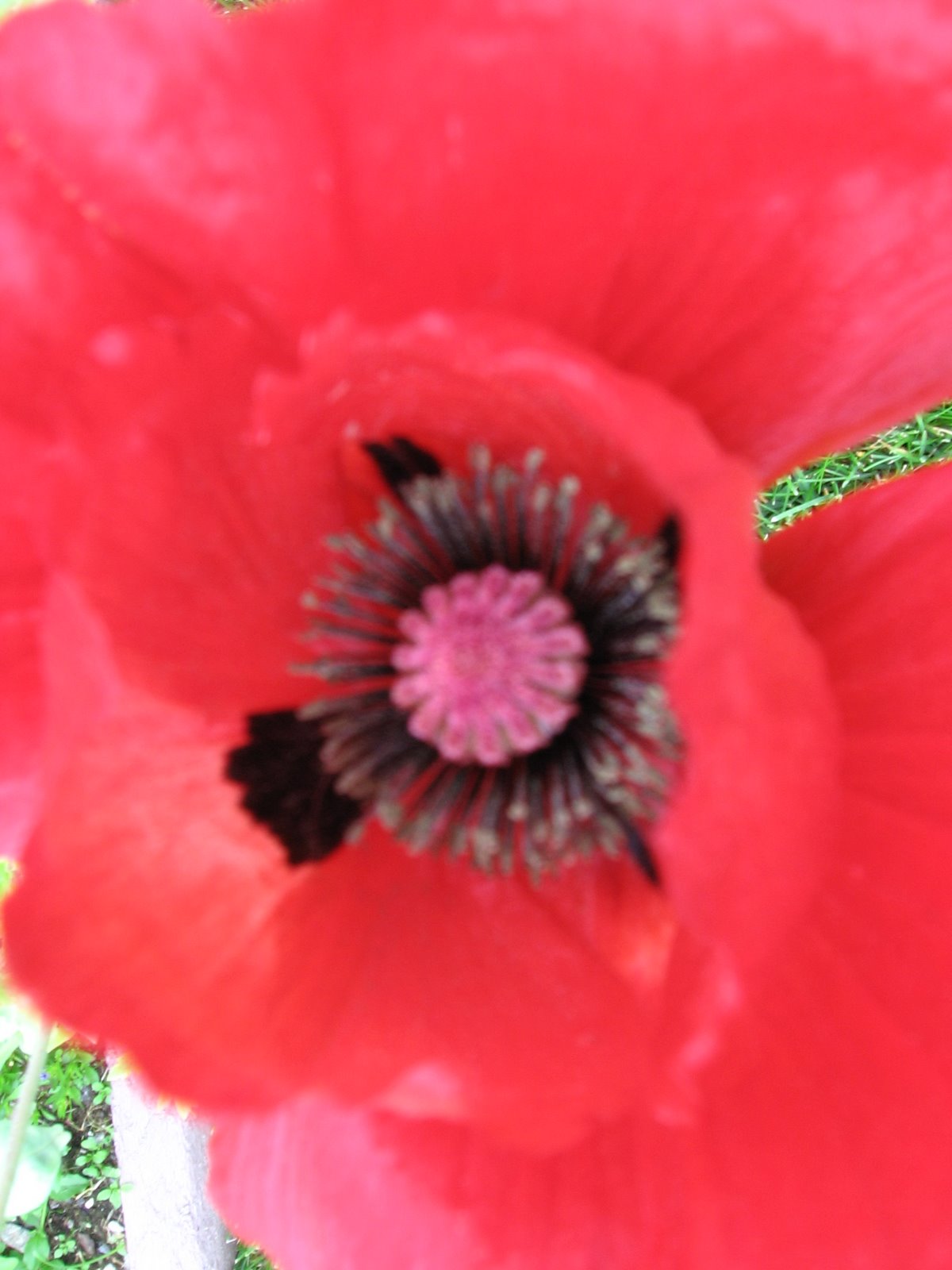 [red+pansy+close.JPG]