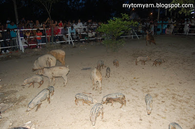 Lucky Wild Boars (Pigs) at Indian Temple in Taiping a new tourist attraction Wild+boars+%40+taiping_10