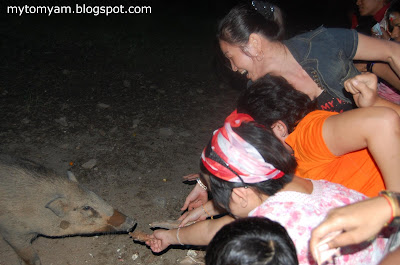 Lucky Wild Boars (Pigs) at Indian Temple in Taiping a new tourist attraction Wild+boars+%40+taiping_12