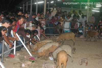 Lucky Wild Boars (Pigs) at Indian Temple in Taiping a new tourist attraction Wild+boars+%40+taiping_16