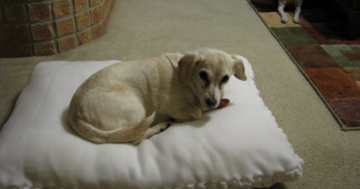 The Undomesticated Wife Recycle old pillows no sew dog bed (or floor