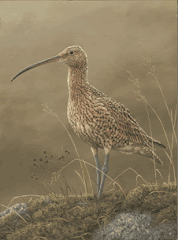 Painting of a curlew by Robert Fuller