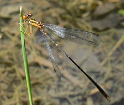 Ohio+dragonflies+pictures