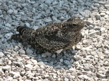 Common Nighthawk (Chordeiles minor) – Columbus Audubon