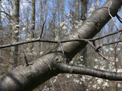 It is Canada Plum, Prunus