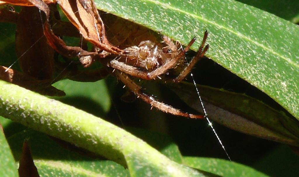 5 Types of Spider Webs, Wagner Pest Solutions