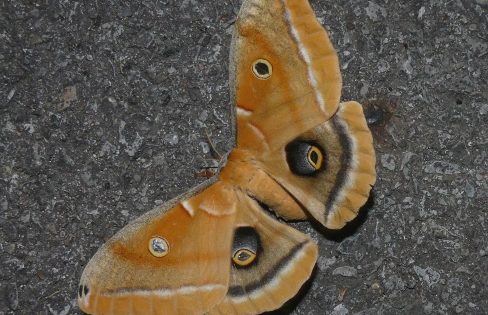 Common Moths In Ohio