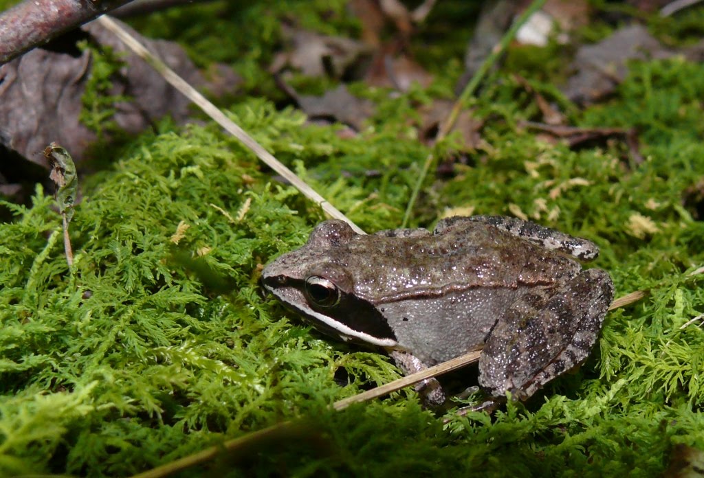 Ohio Birds and Biodiversity Wood Frog