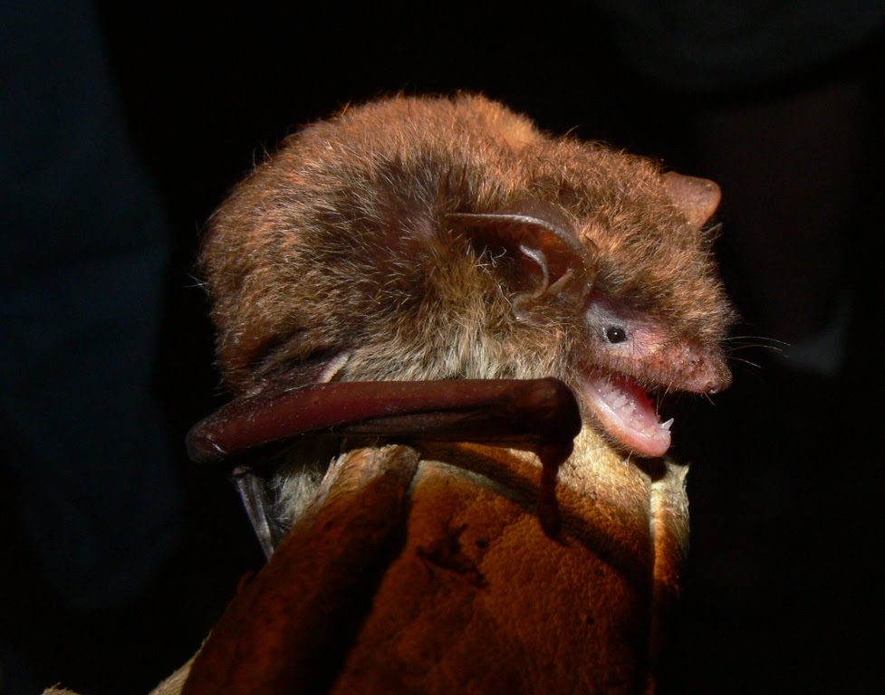 bats that occur in Ohio,