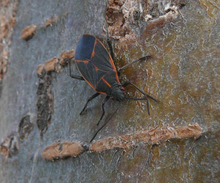 Ohio Birds and Biodiversity Boxelder Bug