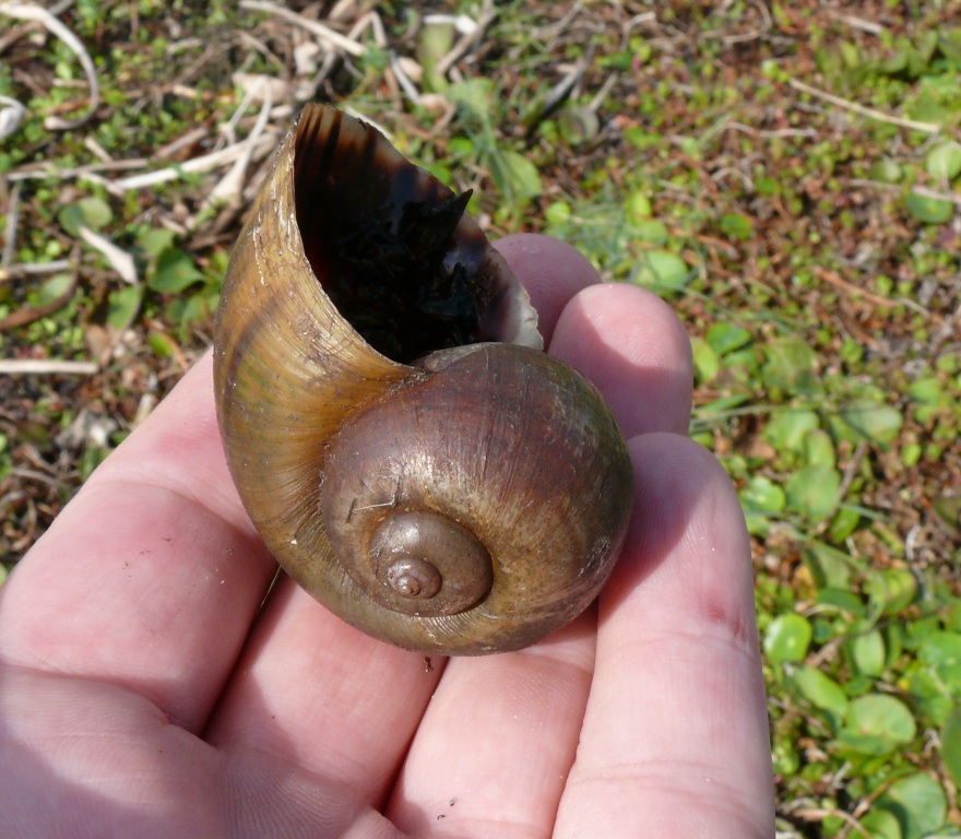 Ohio Birds and Biodiversity Florida Snails
