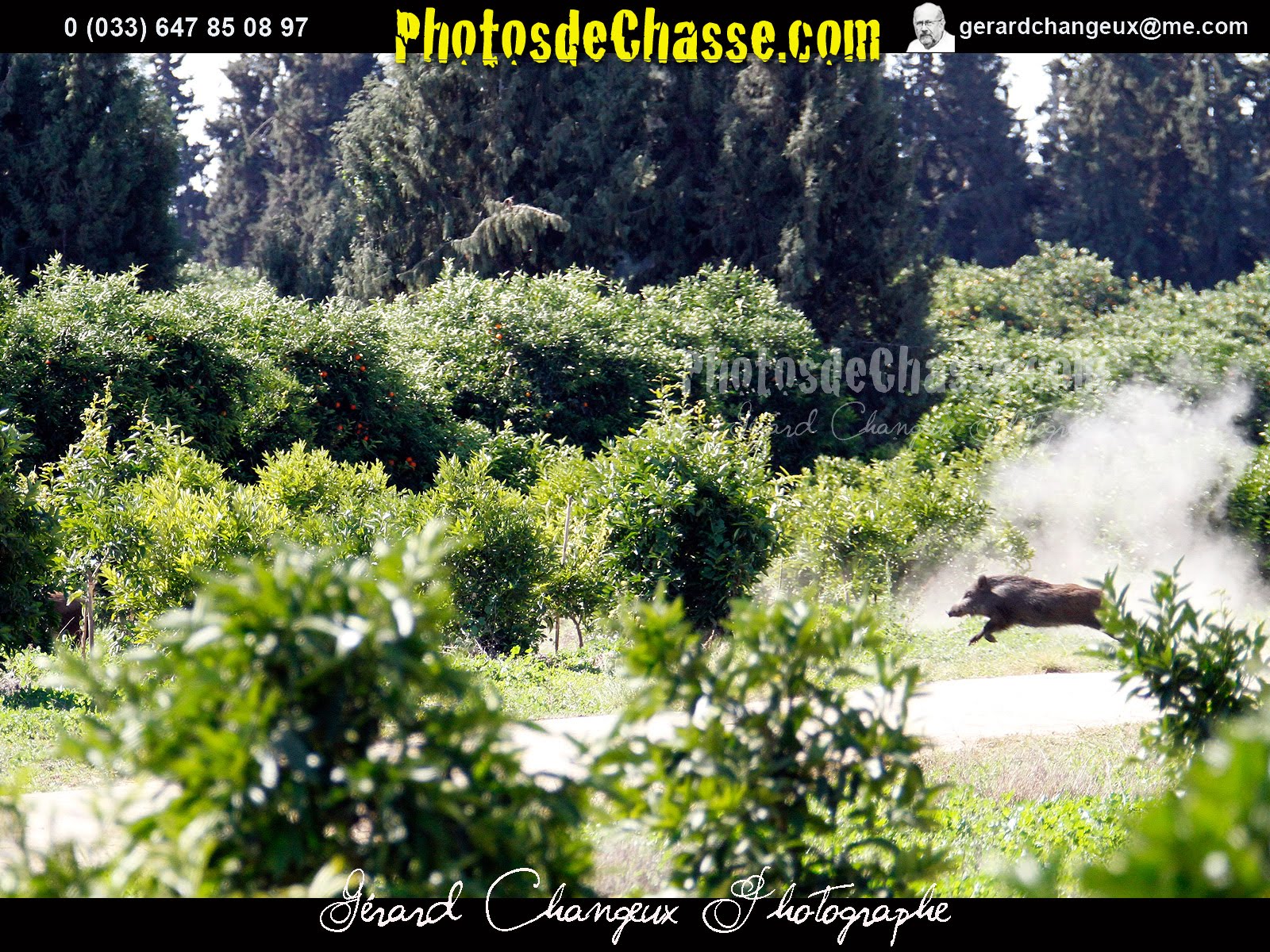 http://2.bp.blogspot.com/_AiSV8VL5JH8/TTdpEd4jaLI/AAAAAAAADEE/_aNyIurASVQ/s1600/140111-8742-Taroudant_chasse_sangliers_orangeraies_Atlas_Maroc-Photosdechasse.com.jpg
