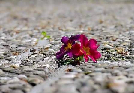 [florpedra.bmp]