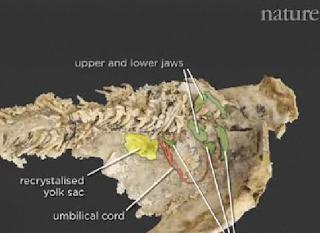 Nature.com prehistoric sex jawed fish