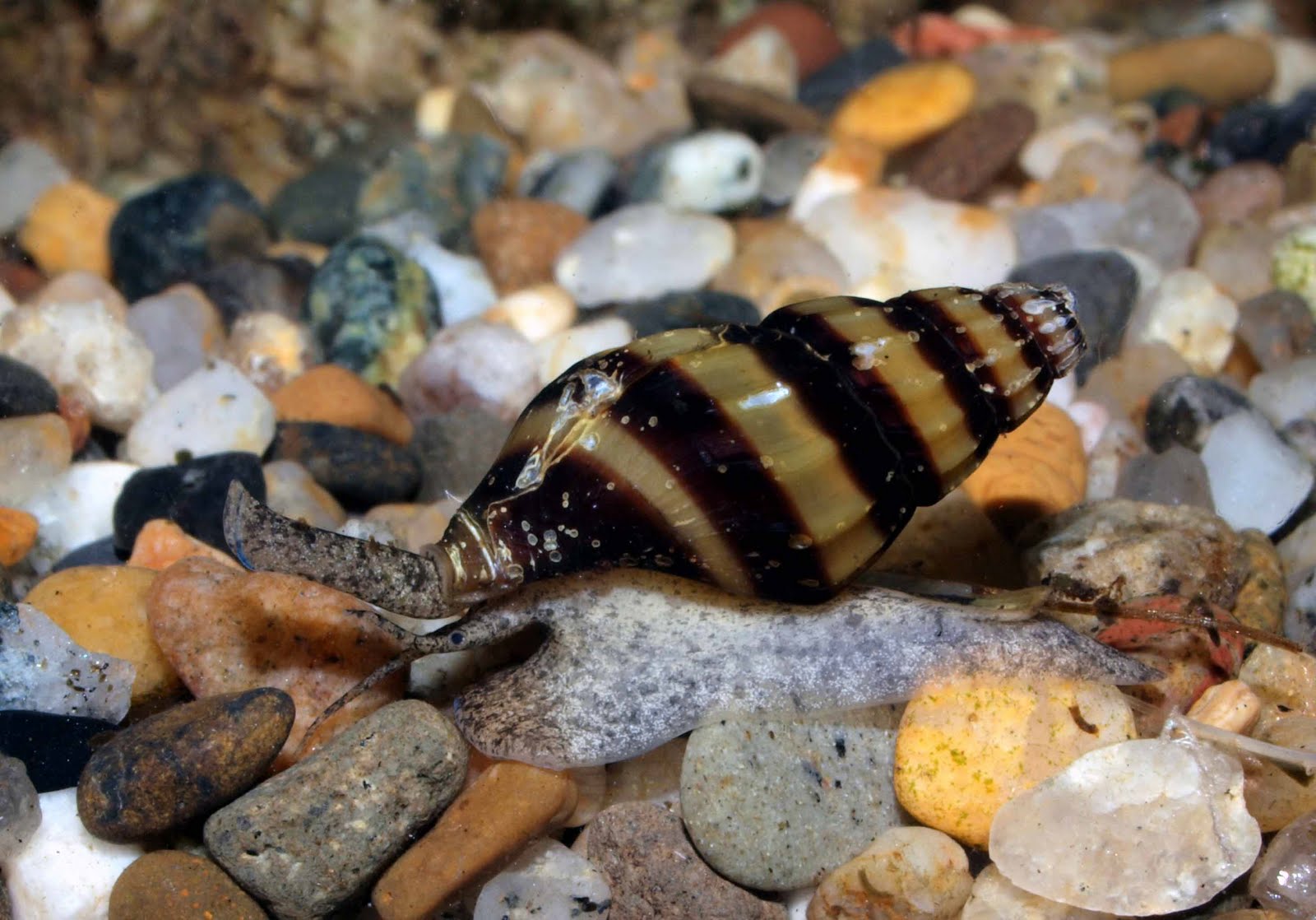Aquarium Photography Assassin snail (Anentome helena)