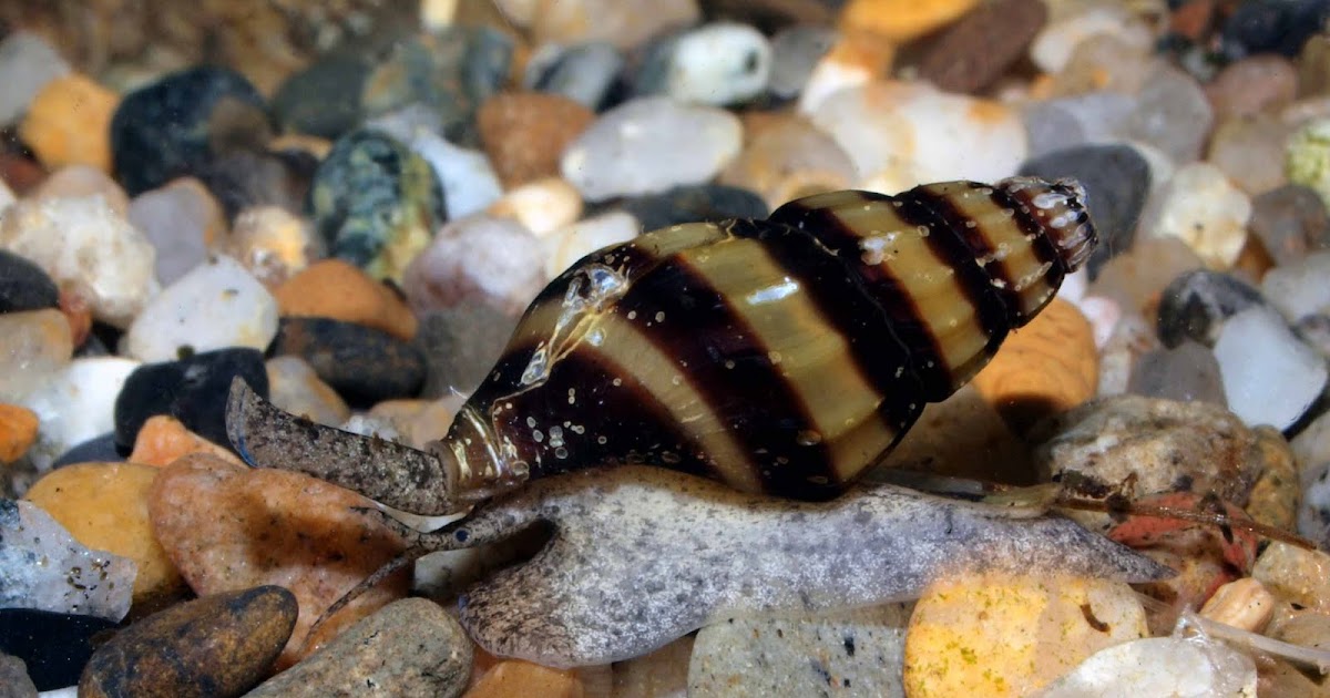 Aquarium Photography Assassin snail (Anentome helena)