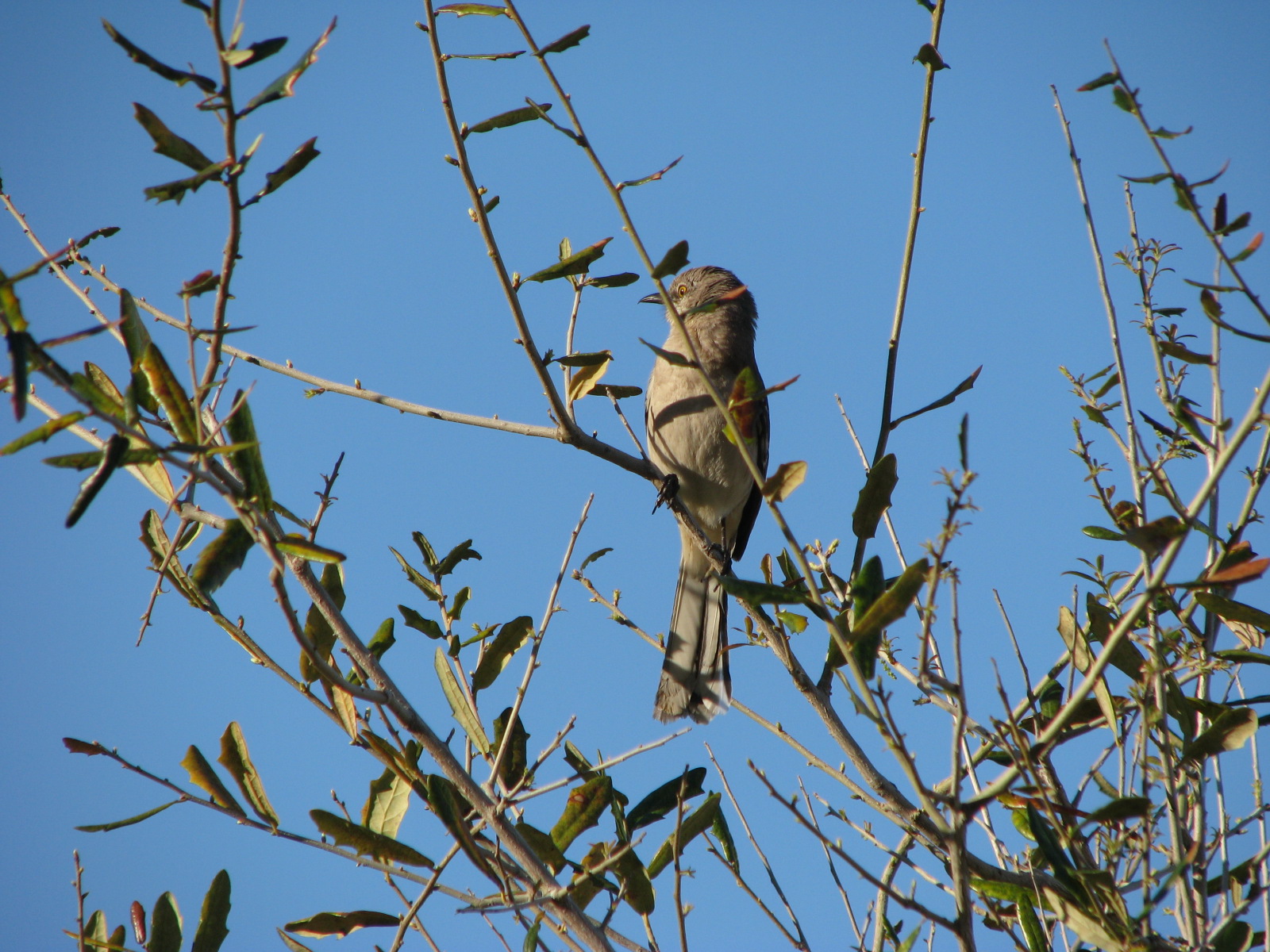 Tutorial Sharpen Your Photos LynSire CrueltyFree Life