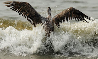 Tide of oil threatens to wipe out the iconic pelican