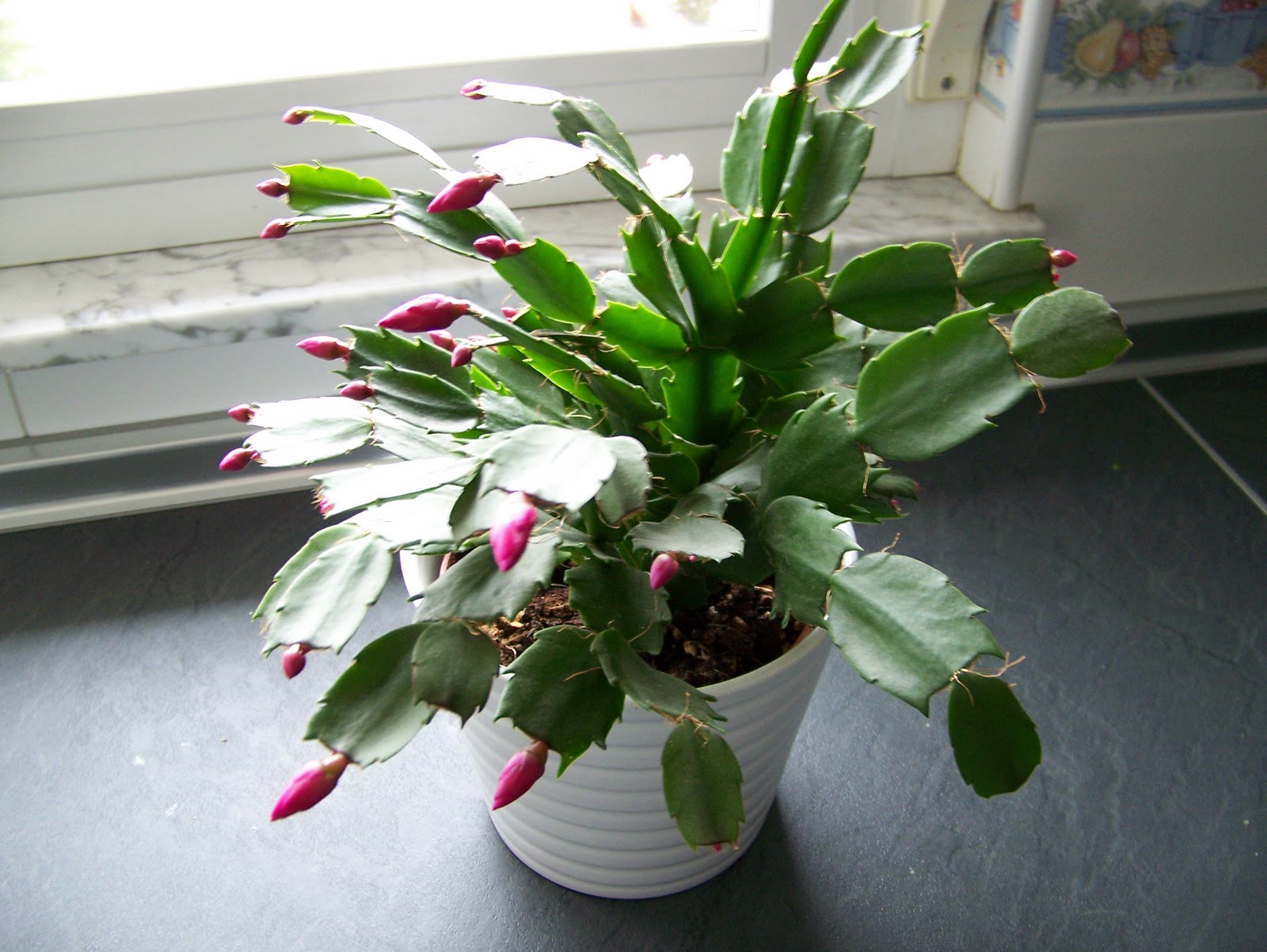 Plantas de invierno Cactus de navidad – Plantas y Flores Plantas de invierno Cactus de navidad – Plantas y Flores