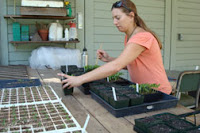 pepper and tomato seedlings