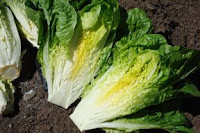 butter lettuce from shamrock seeds