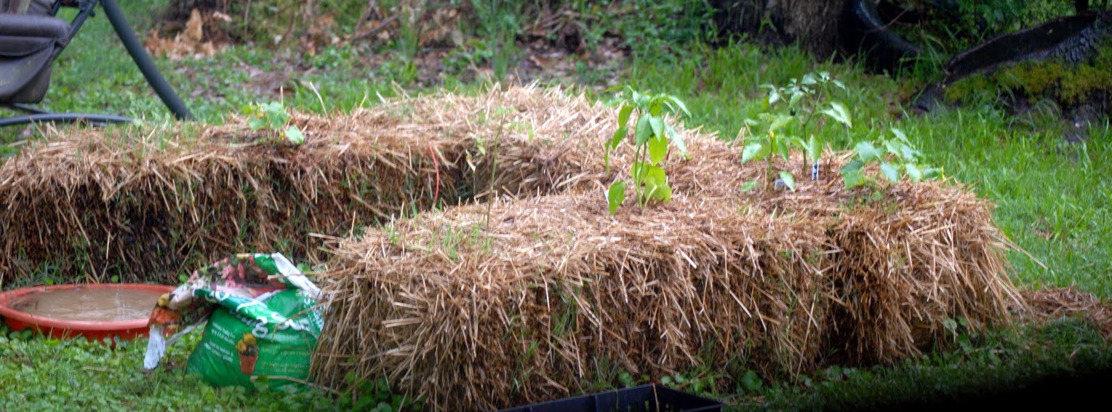 Remembrances of An Arkansas Stamper: Hay Bale Gardening