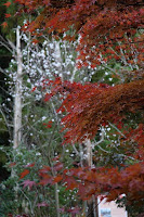 紅葉と桜