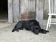 The dog resting