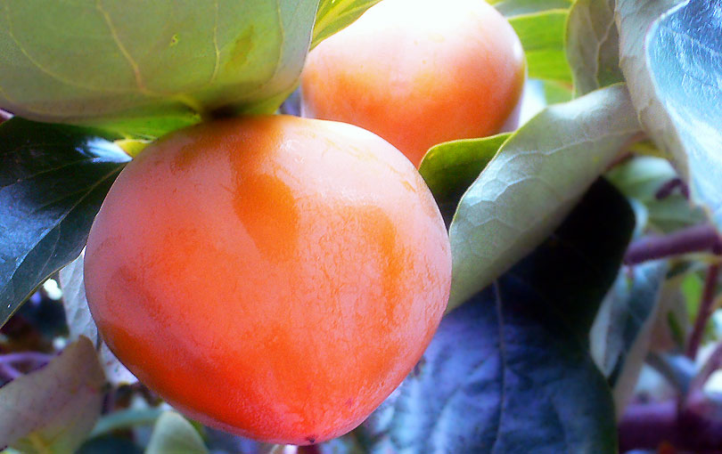 caqui khaki palosanto fruita fruit fruta fruto arbol arbre tree fruit taronja naranja orange