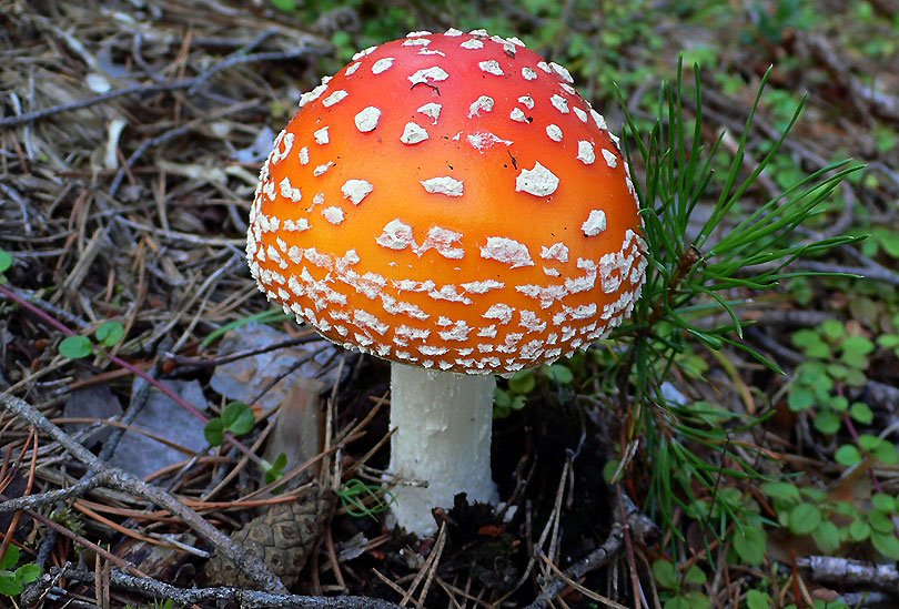 reig bord o oriol foll amanita muscaria bolet seta toxic toxico rojo vermell red mushroom