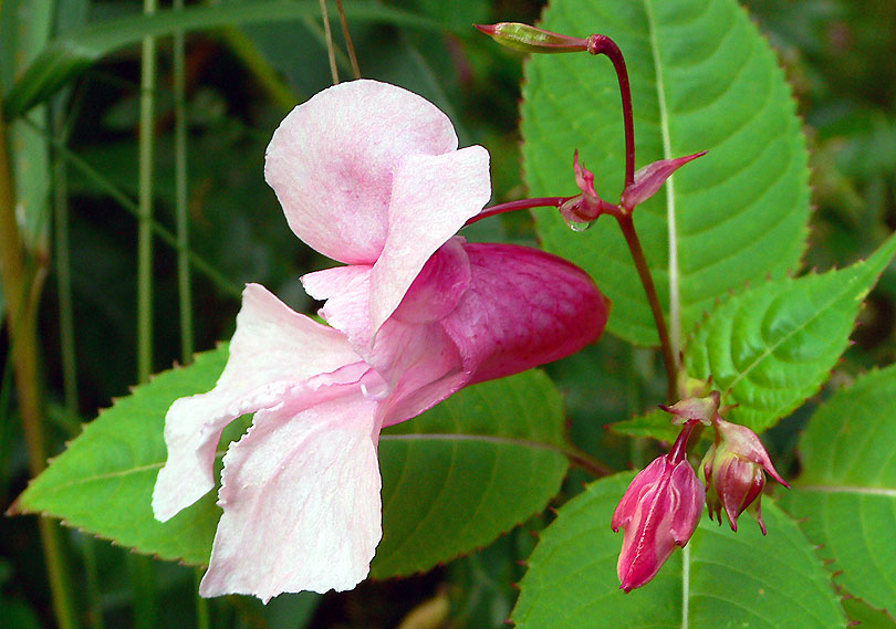 himalayan Balsam, impaciencia impatens glandulifera flor rosa planta flower