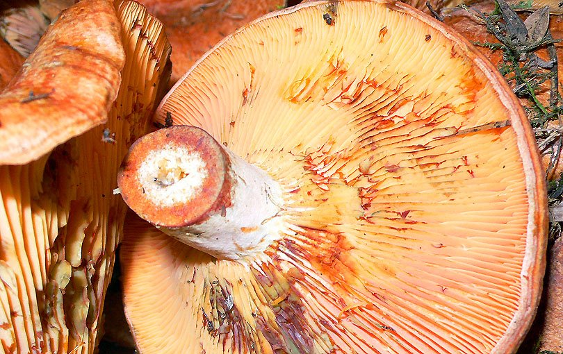 mushrooms pinatell esclatasang niscalo nizcalo hongo seta esnegorri micula lactarius deliciosus