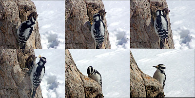 Reef Fish Pictures Creep And Residual Mechanical Properties Of Cast Superalloys