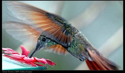 [ANIMAIS+(15).jpg]