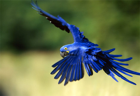 Blue+macaw+bird+photo