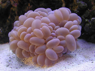 Bubble+coral.jpg