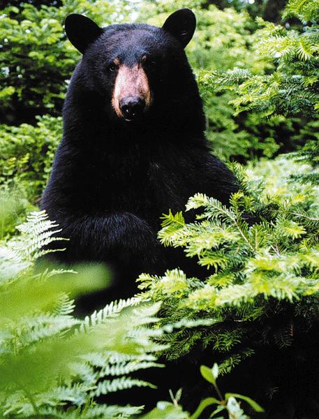 Black bear photo
