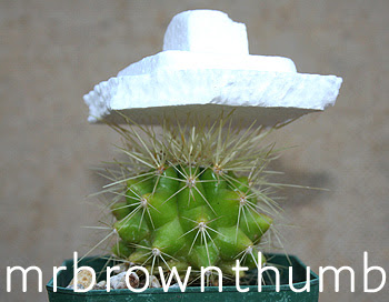 garden hacker how to repot a cacti when to repot christmas cactus