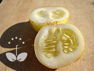 [Sliced+Lemon+Cucumber.png]
