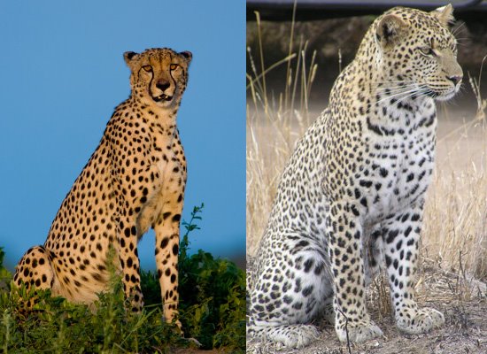 [leopard.bmp]