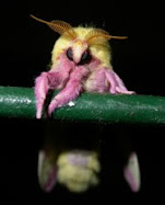 More Moths at my porch light