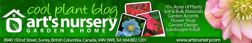 Art's Nursery - Cool Plant Blog