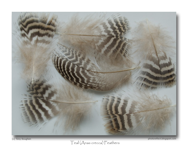 [Teal-(Anas-crecca)-Feathers---White.jpg]