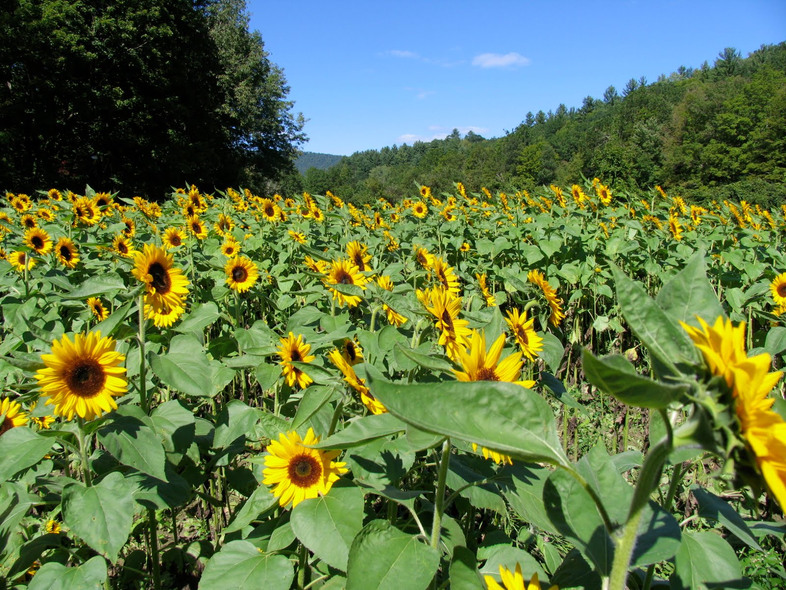 Jim and Barb Our Sunflower Farm