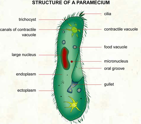 The Living Environment Regent/Review/Prep/Cheat Sheet: Organization of